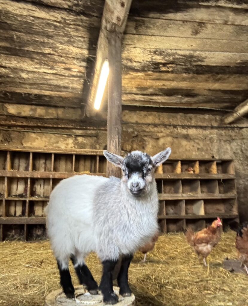 Ferme du Breuillot